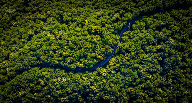 Rainforest Wisdom